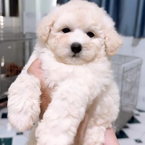 Poodle Trắng Kem Sữa
