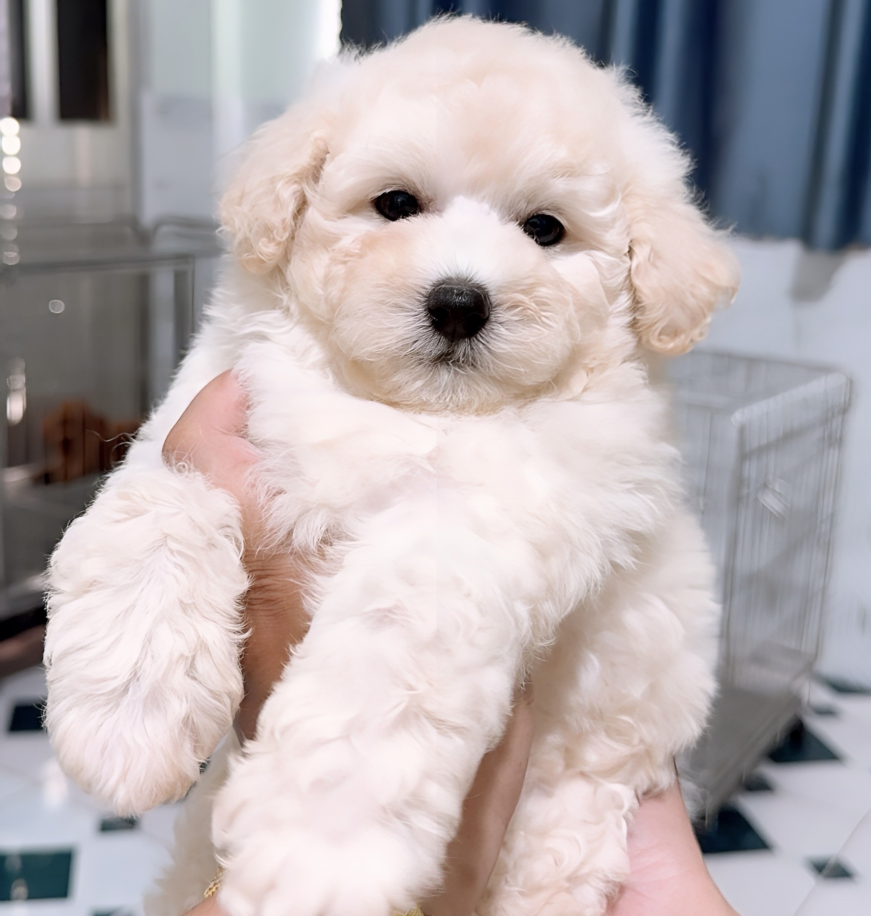 Poodle Trắng Kem Sữa