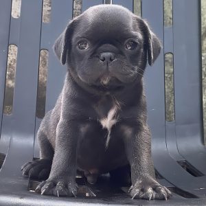 Pug Đen Phiên Bản Hiếm