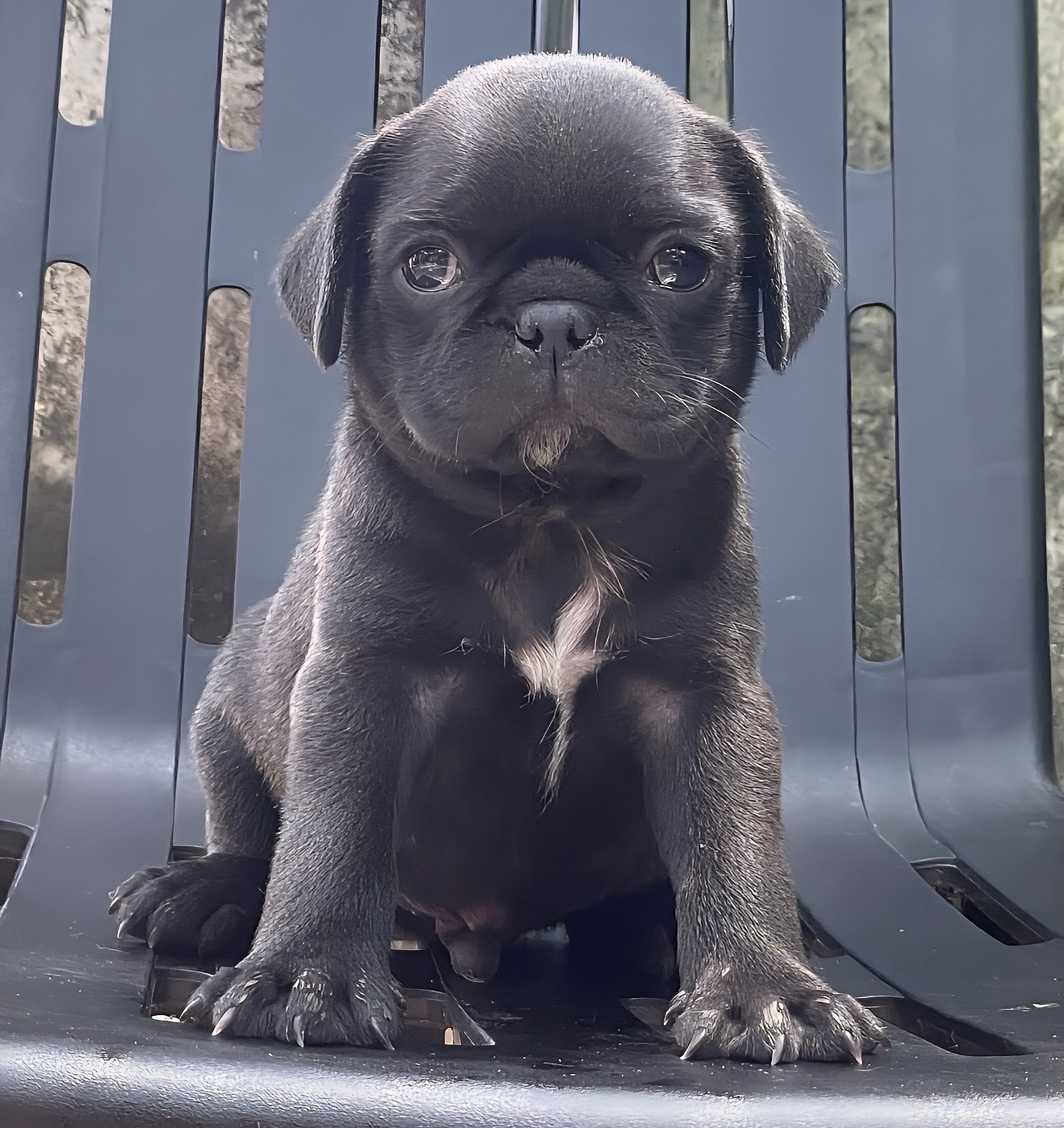 Pug Đen Phiên Bản Hiếm