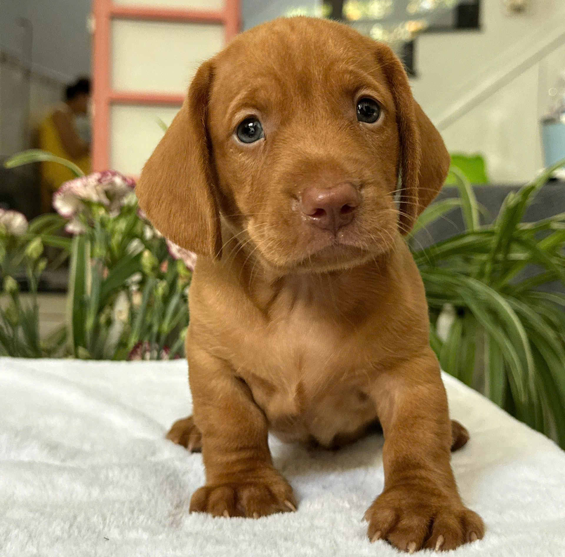 Lạp Xưởng Vàng Gold Mũi Hồng