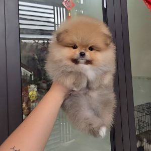 Phốc Sóc Vàng Cam