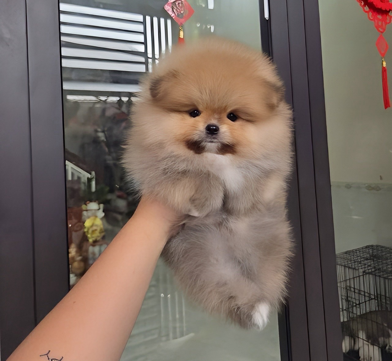 Phốc Sóc Vàng Cam