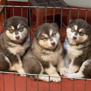 Alaska Khổng Lồ Siêu Phẩm