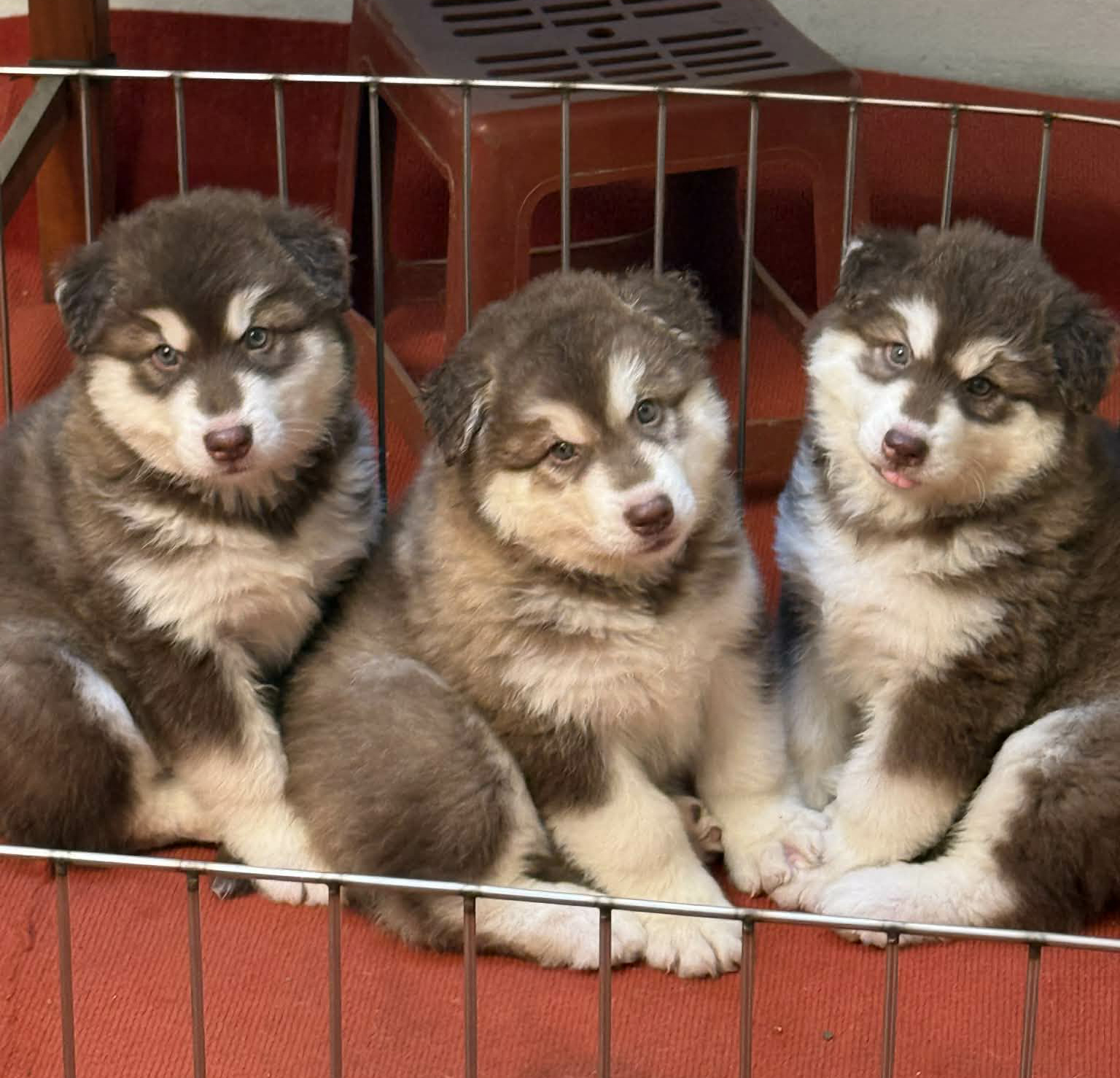 Alaska Khổng Lồ Siêu Phẩm