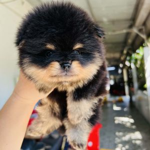 Pom Blacktan Siêu Phẩm Mini