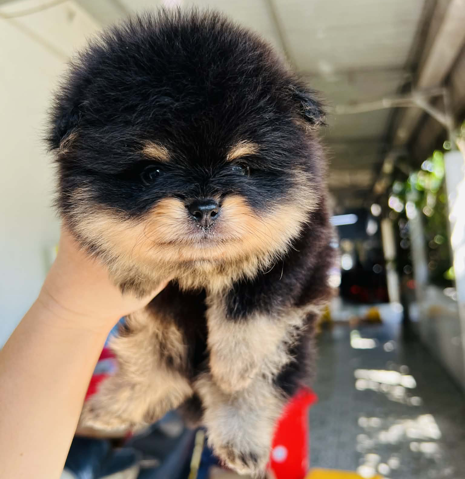 Pom Blacktan Siêu Phẩm Mini