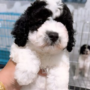 Poodle Bò Sữa Xám