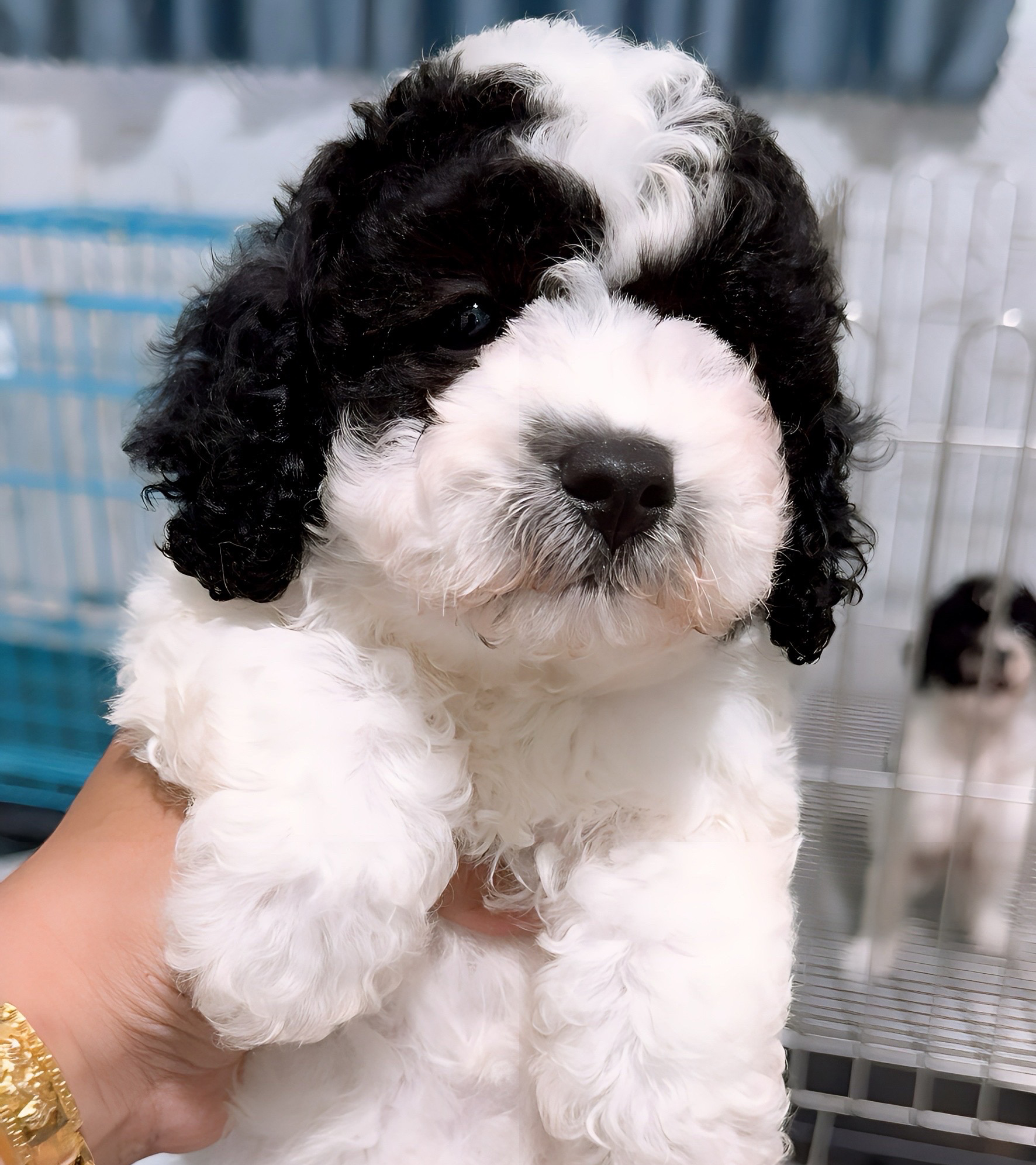 Poodle Bò Sữa Xám