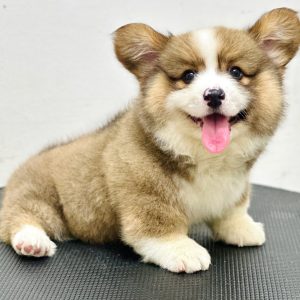 Corgi Chân To Body Siêu Phẩm