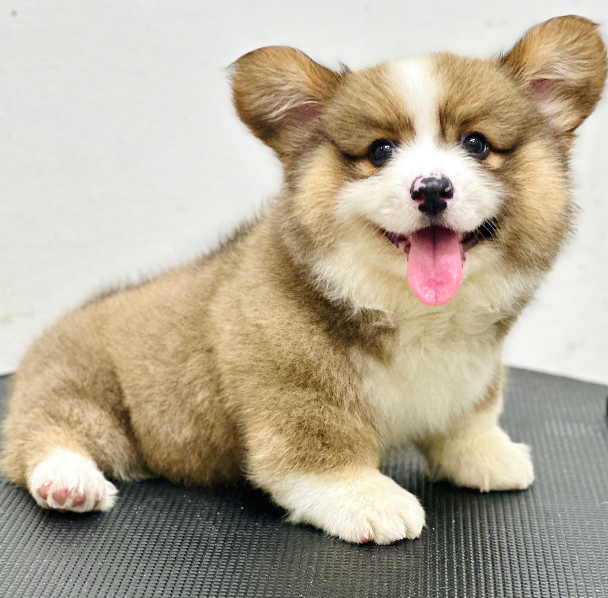 Corgi Chân To Body Siêu Phẩm