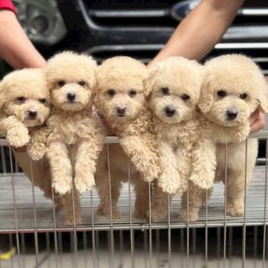 Poodle màu Trà Sữa