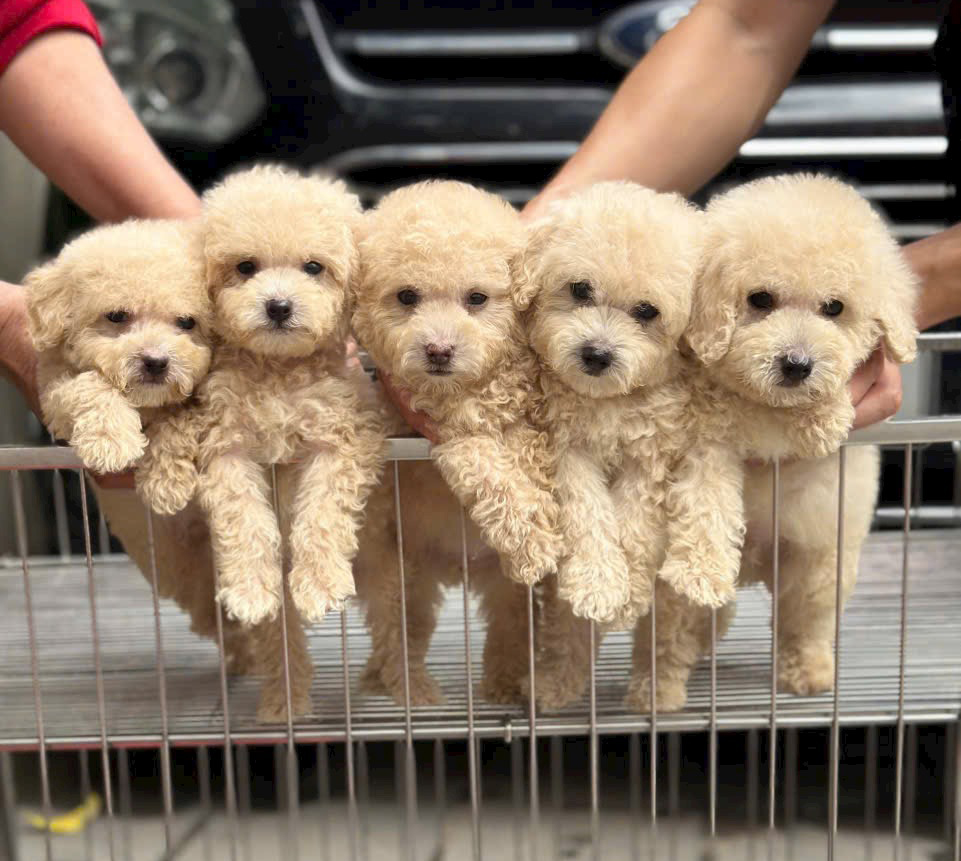 Poodle màu Trà Sữa