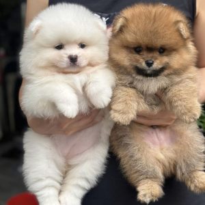 Phốc Sóc Chất Lông Dày Siêu Phẩm