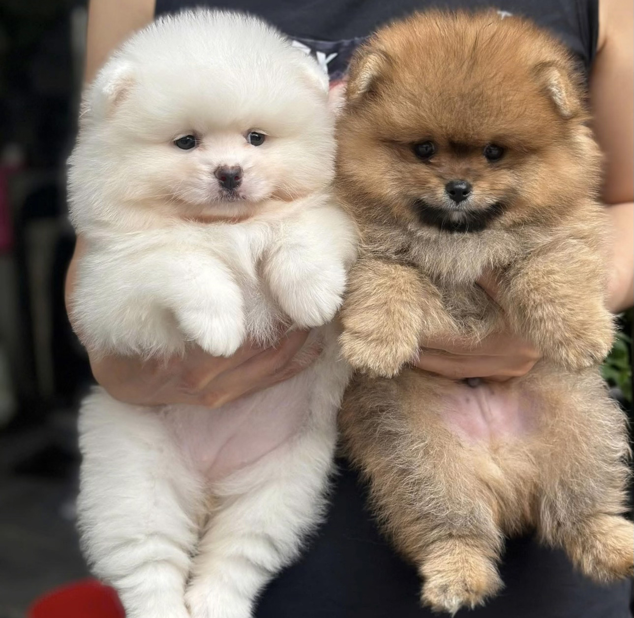 Phốc Sóc Chất Lông Dày Siêu Phẩm