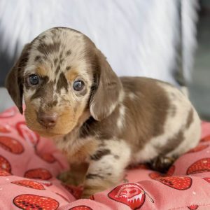 Lạp Xưởng Loang Socola Siêu Phẩm