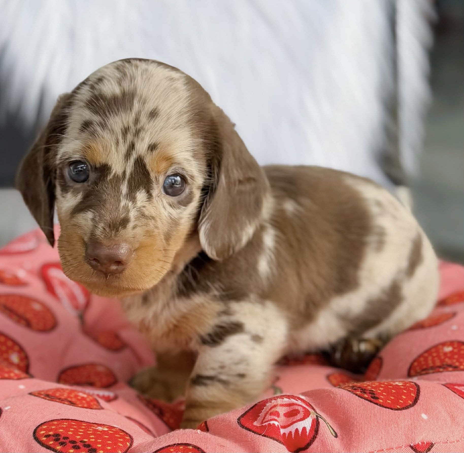 Lạp Xưởng Loang Socola Siêu Phẩm