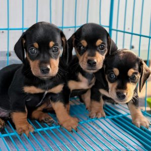 Lạp Xưởng Dachshund Đen