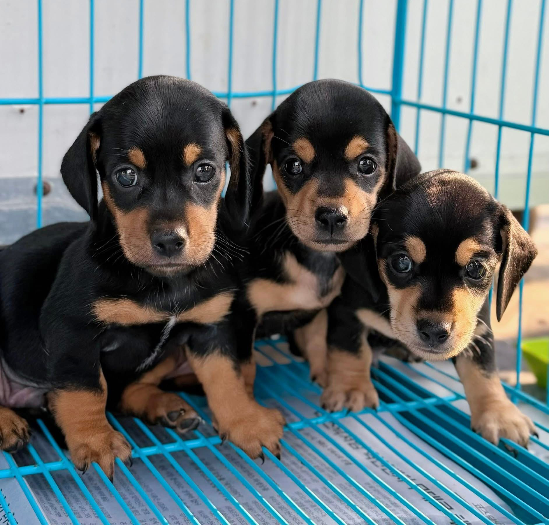 Lạp Xưởng Dachshund Đen