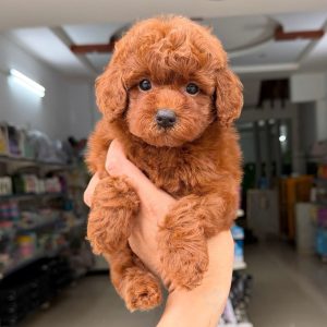 Poodle màu Nâu Đỏ