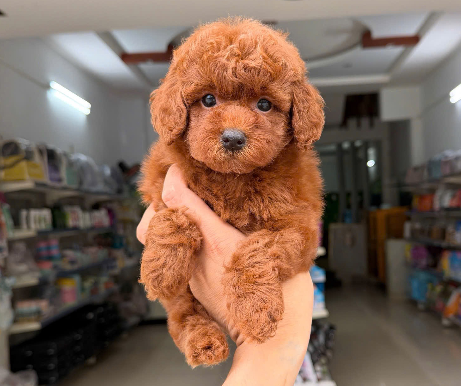 Poodle màu Nâu Đỏ