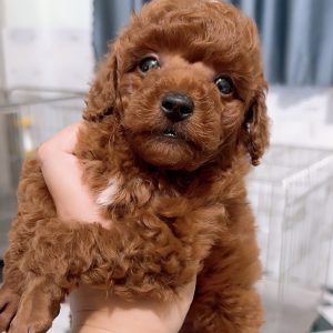 Poodle Nâu Đỏ