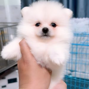 Phốc Sóc Trắng Pomeranian