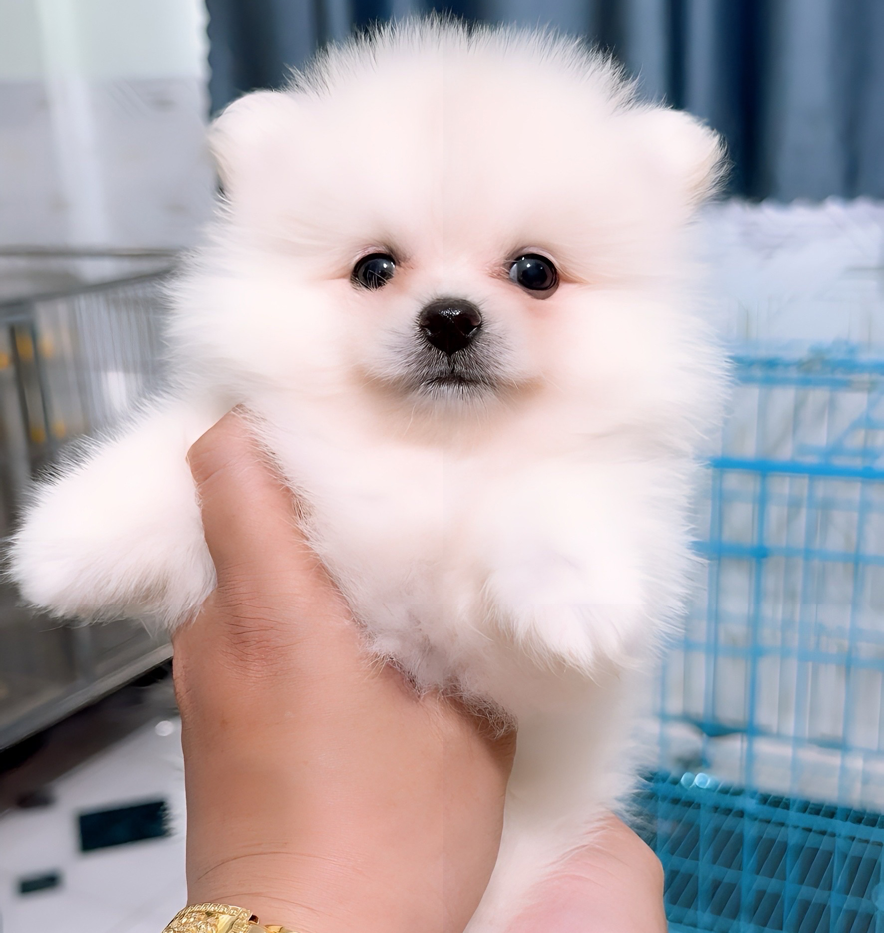 Phốc Sóc Trắng Pomeranian