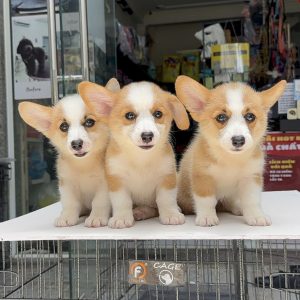 Corgi Giá Rẻ