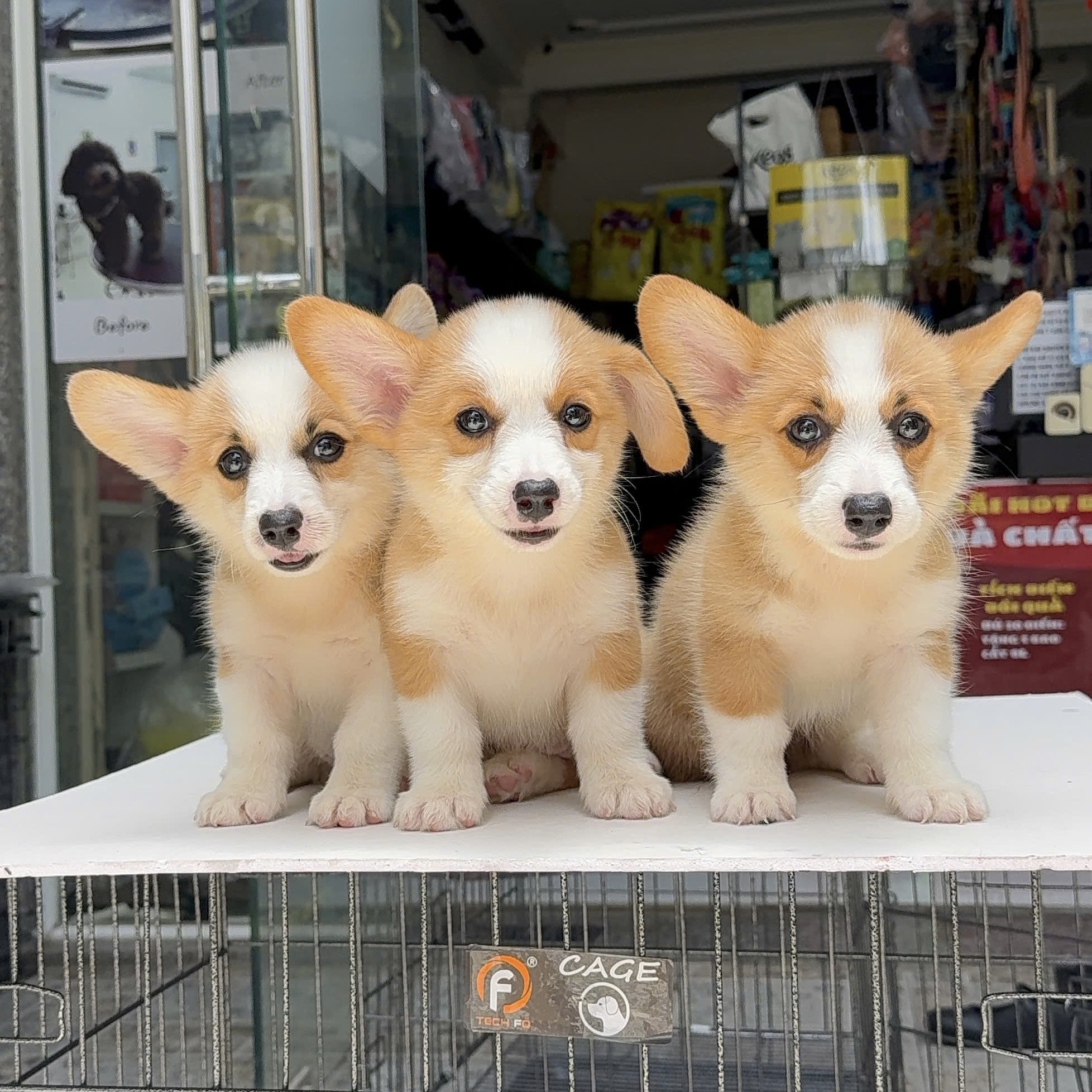 Corgi Giá Rẻ