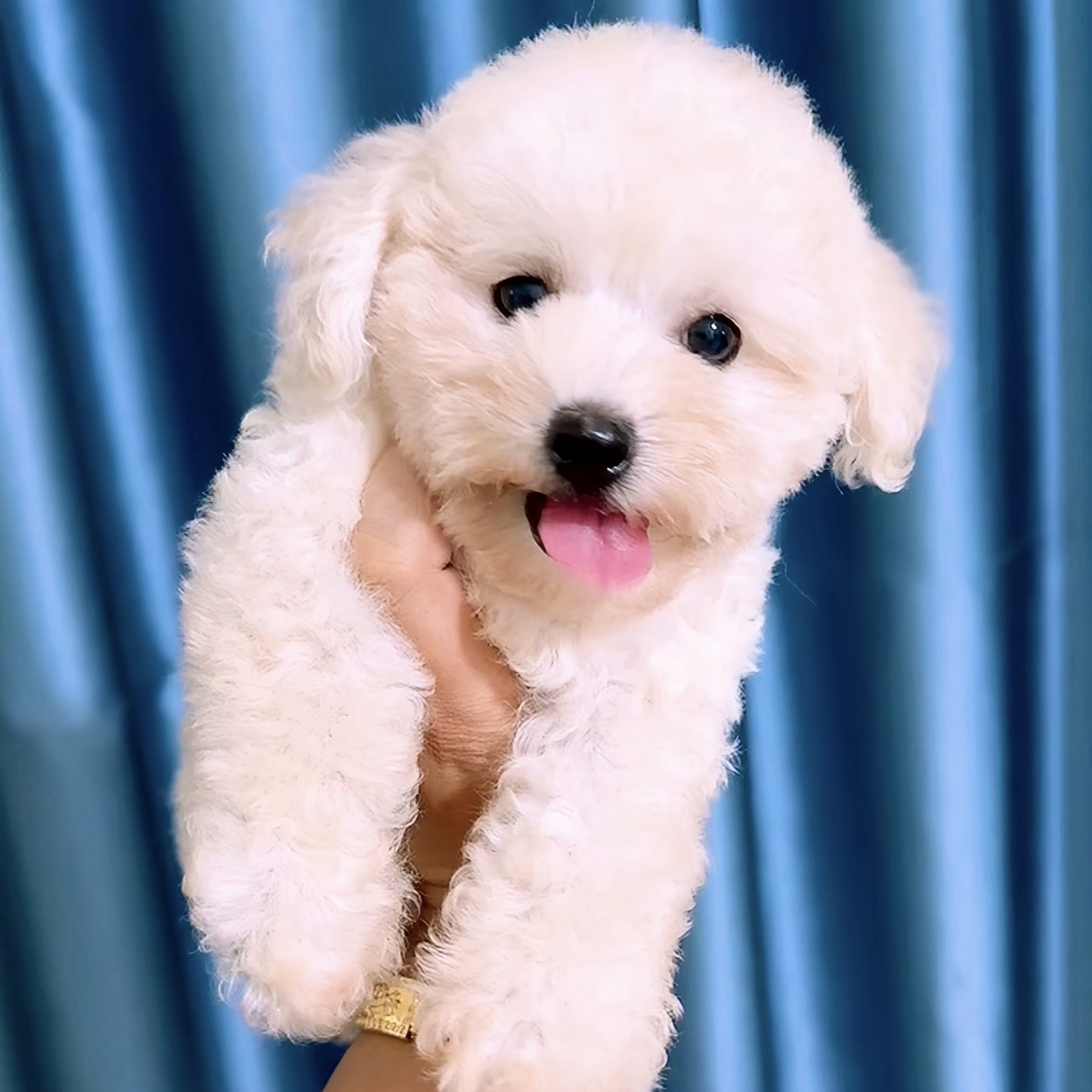 Poodle Trà Sữa Kem