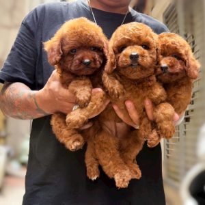 Poodle Nâu Đỏ