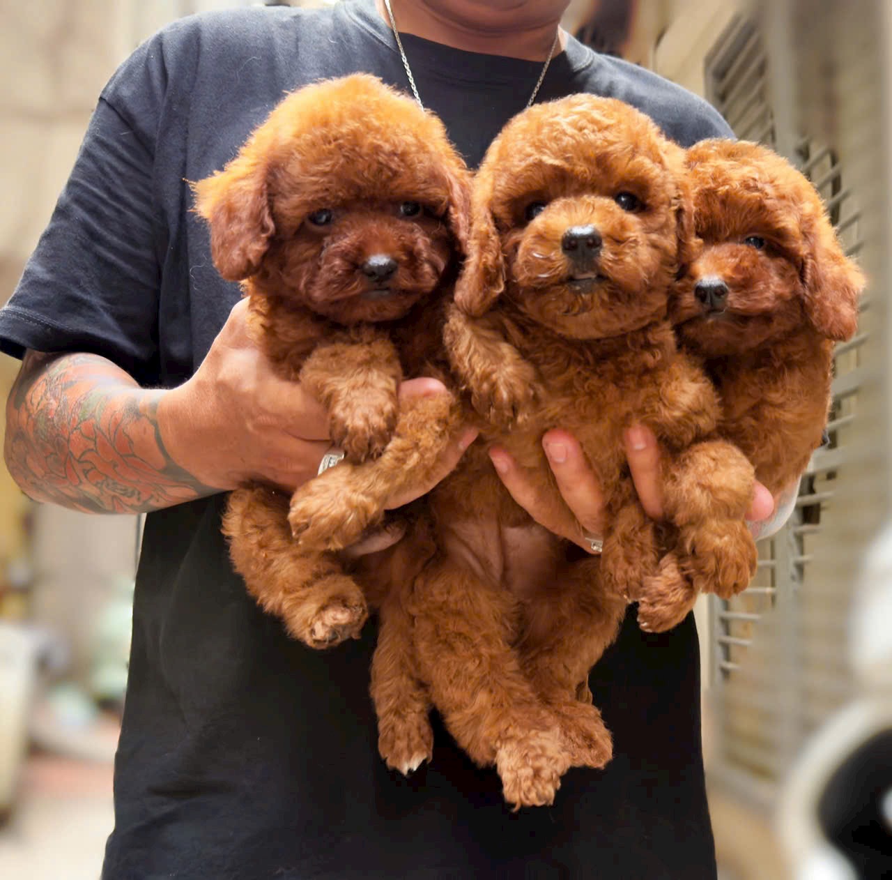 Poodle Nâu Đỏ