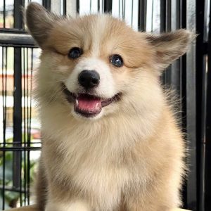 Corgi Lông Dài Chân To VIP