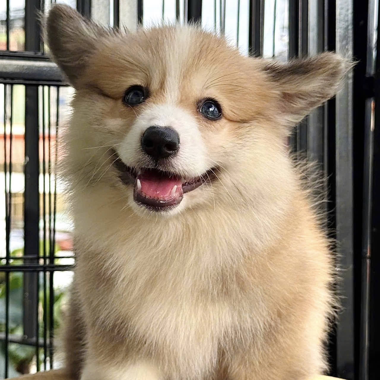 Corgi Lông Dài Chân To VIP