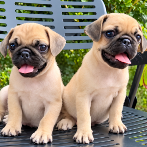 Pug Mặt Xệ