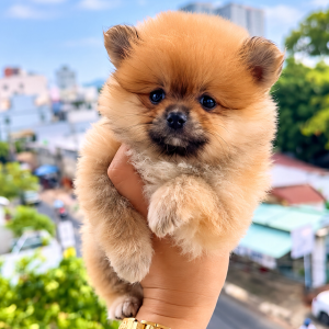 Phốc Sóc Vàng Cam