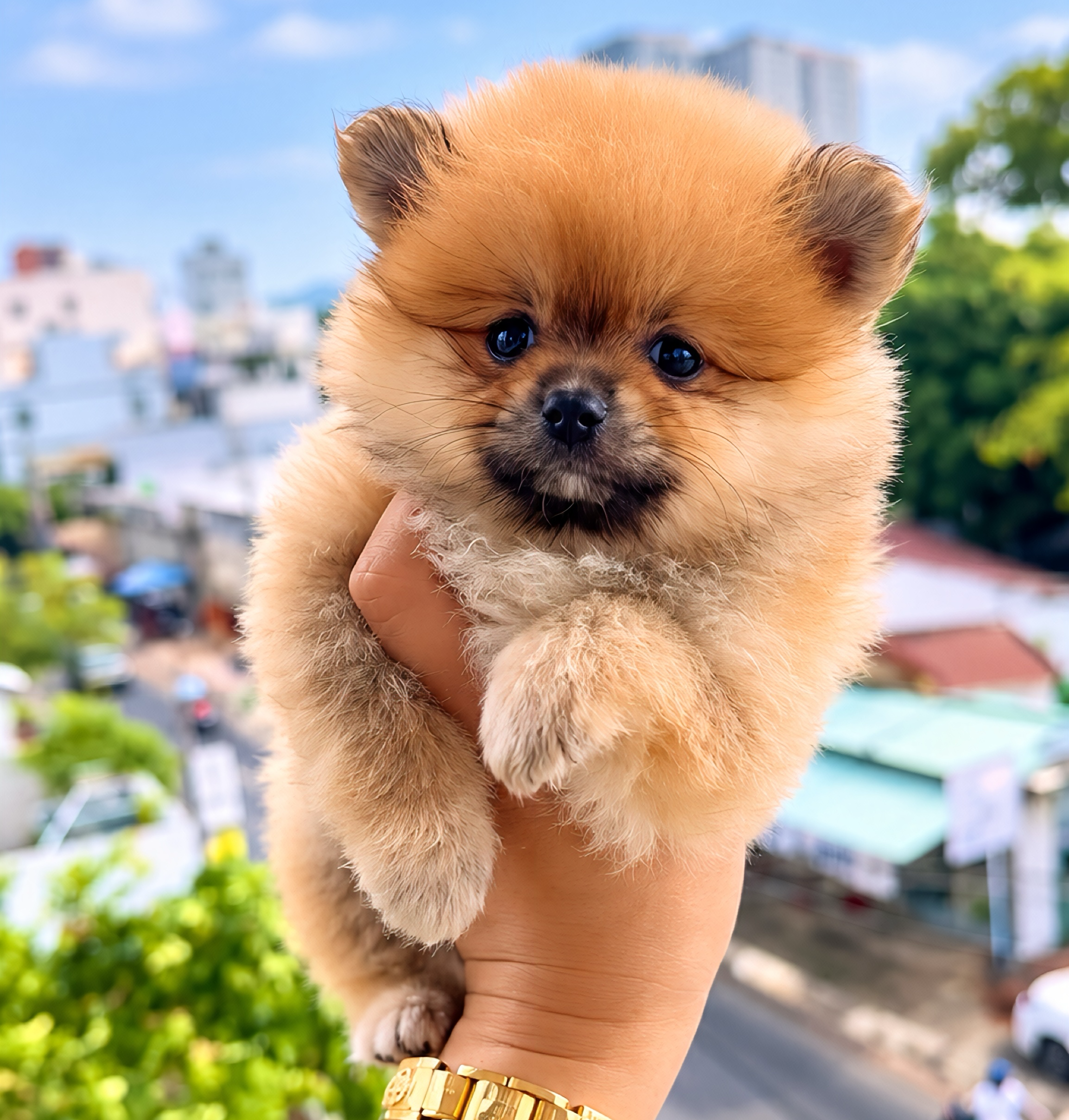 Phốc Sóc Vàng Cam