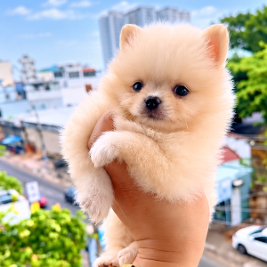 Phốc Sóc Vàng Kem