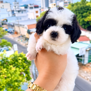 Poodle Bò Sữa
