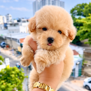 Poodle Màu Trà Sữa Tinycup Cái