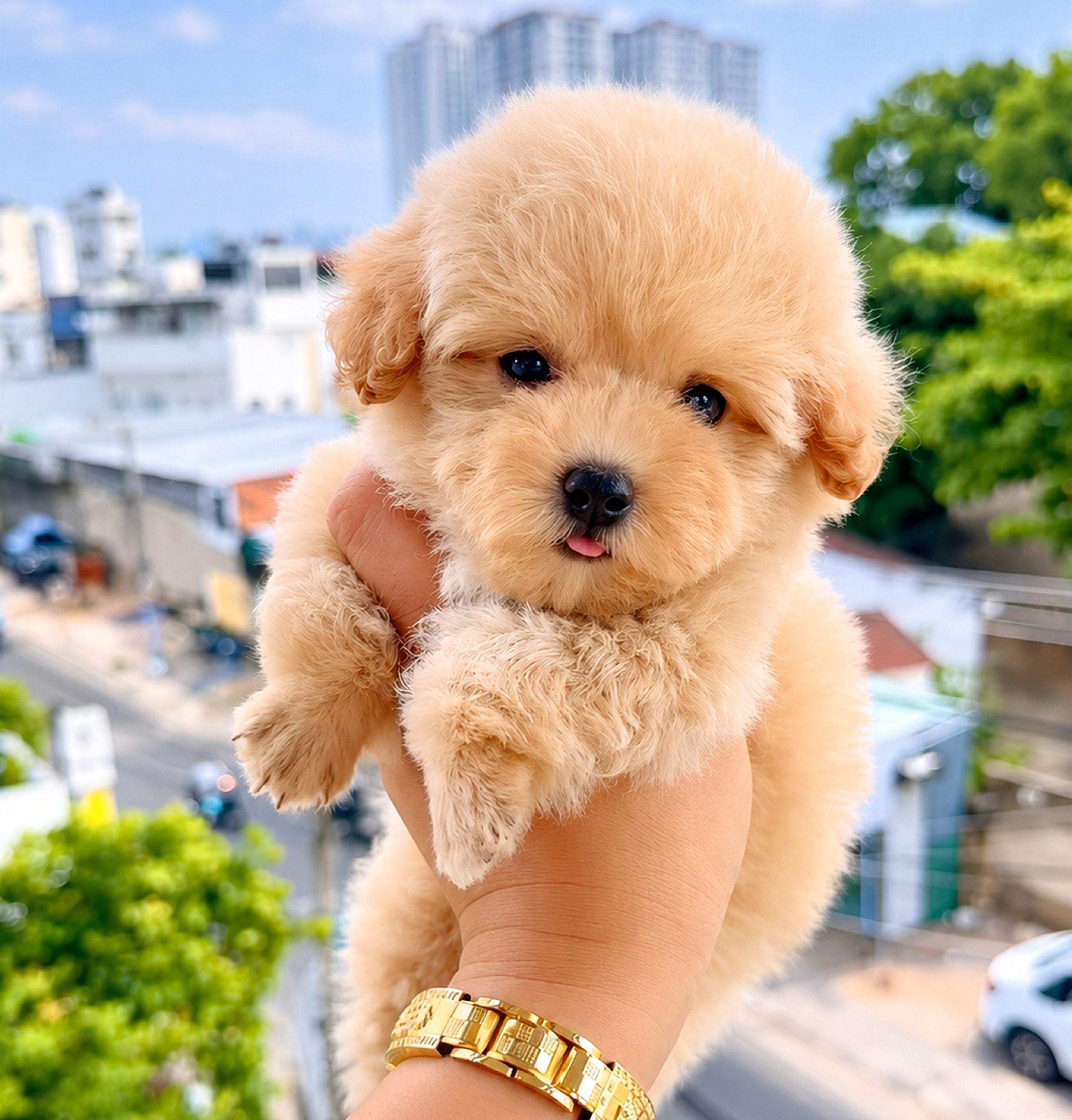 Poodle Màu Trà Sữa Tinycup Cái