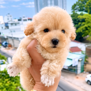 Poodle Size Tinycup Đực