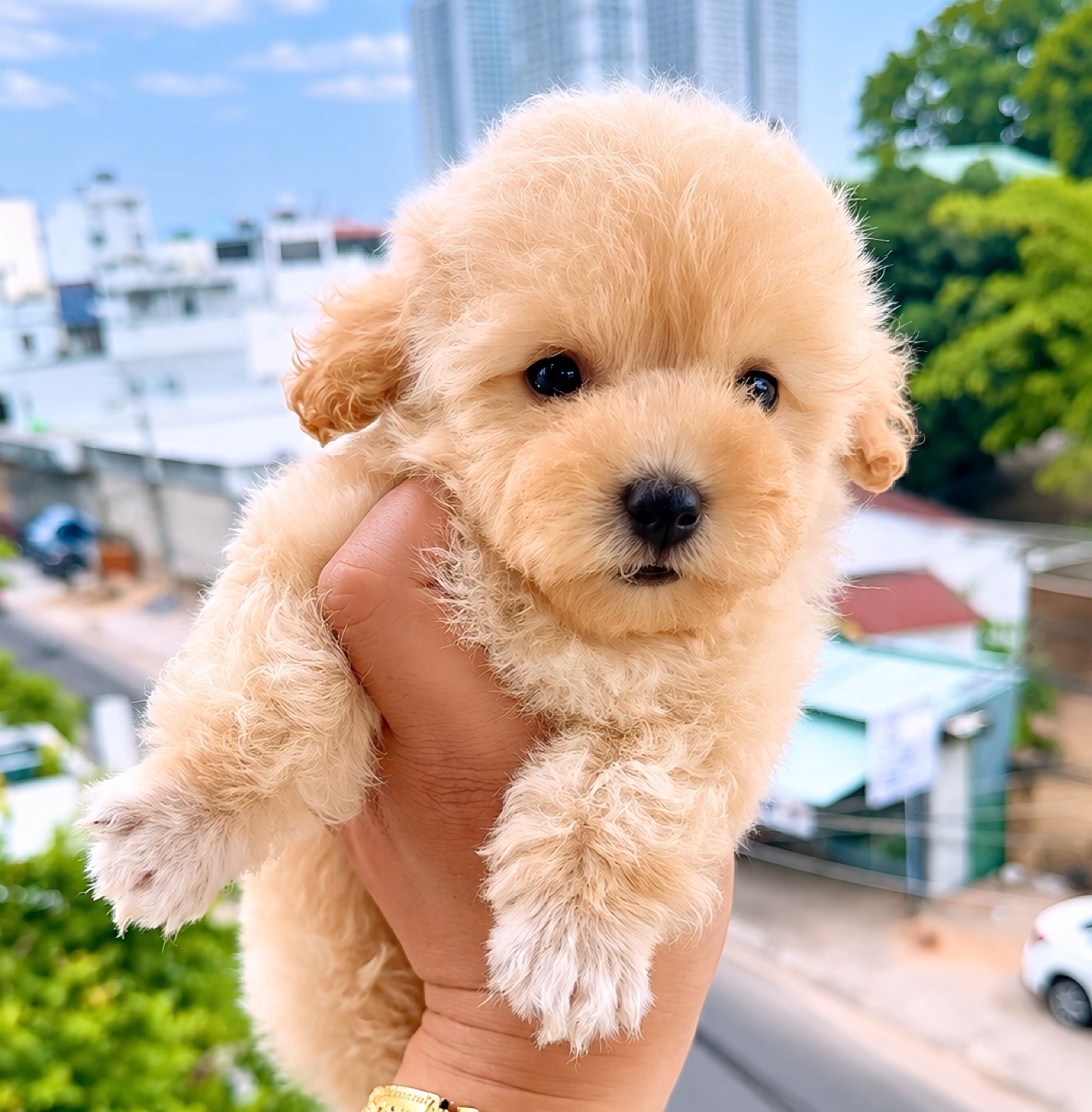 Poodle Size Tinycup Đực