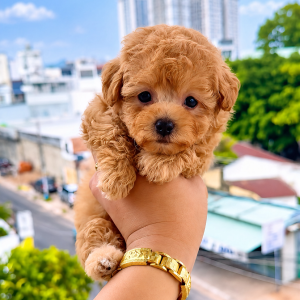 Poodle Size Tinycup Tí Hon Cái