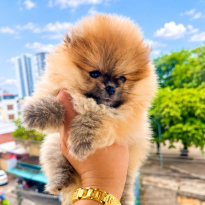 Pom Mini Vàng
