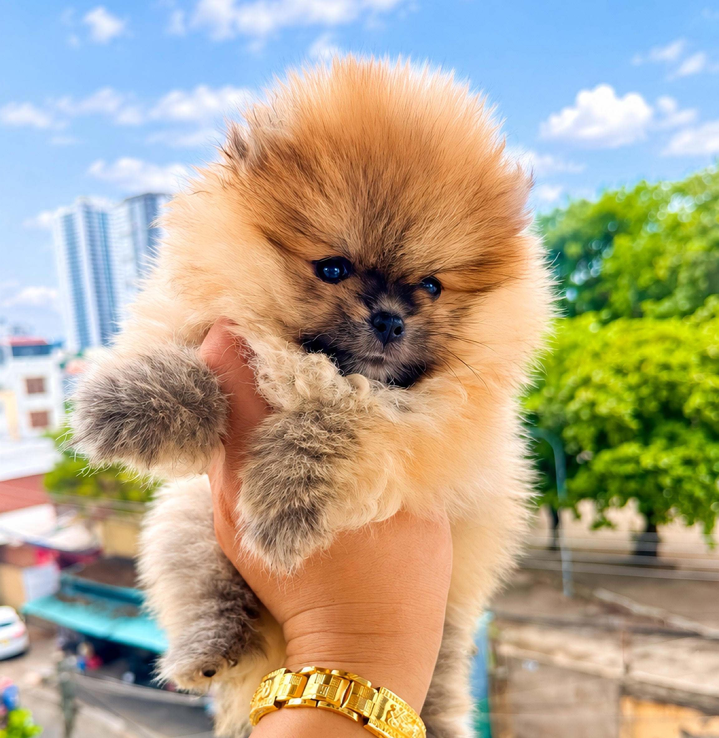 Pom Mini Vàng