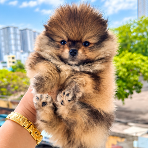 Pom Mini Cái
