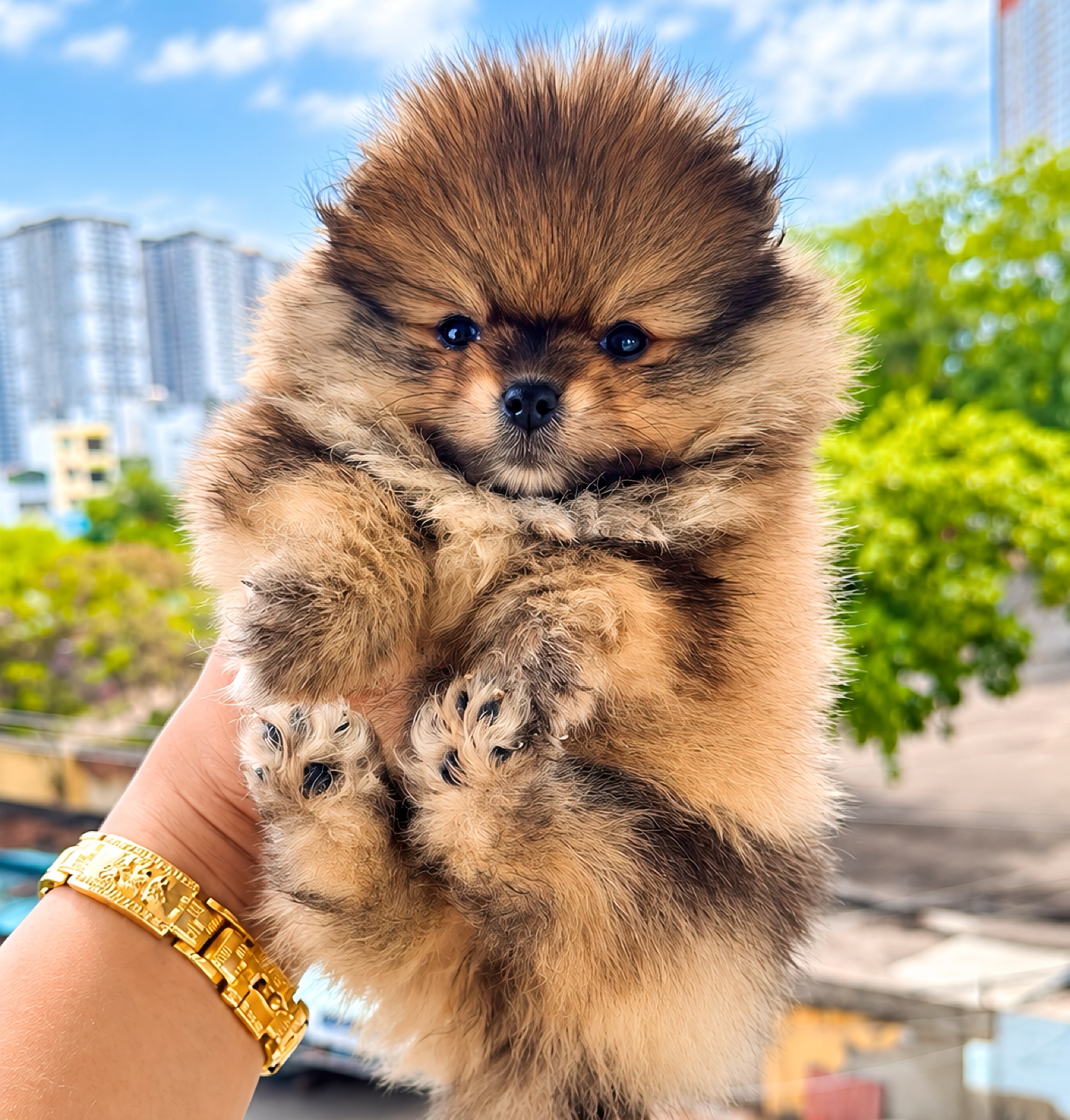 Pom Mini Cái