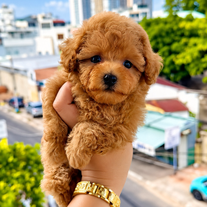 Poodle Vàng Mơ Size Tinycup Cái